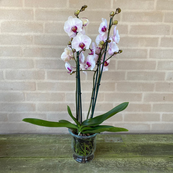 Orkidé i Glasskjuler